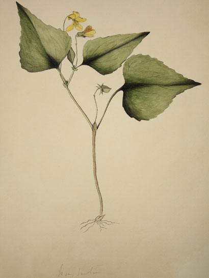 Viola_11